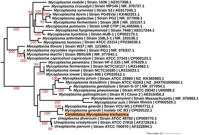 Evolutionary conservation of Trichomonas-mycoplasma symbiosis across the host species barrier